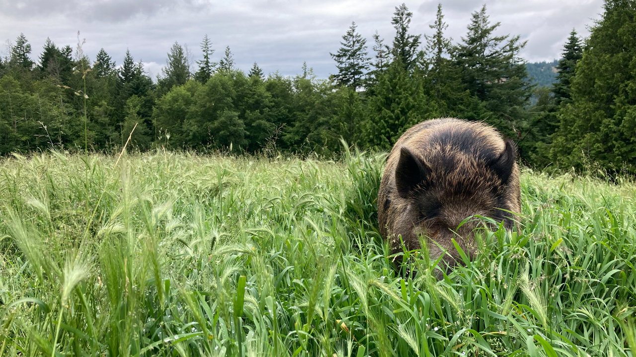 rosie the pig hiding